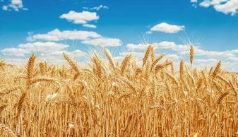 美国豆农遭冷落，俄罗斯之外，这一小国迎来谷物出口新机遇